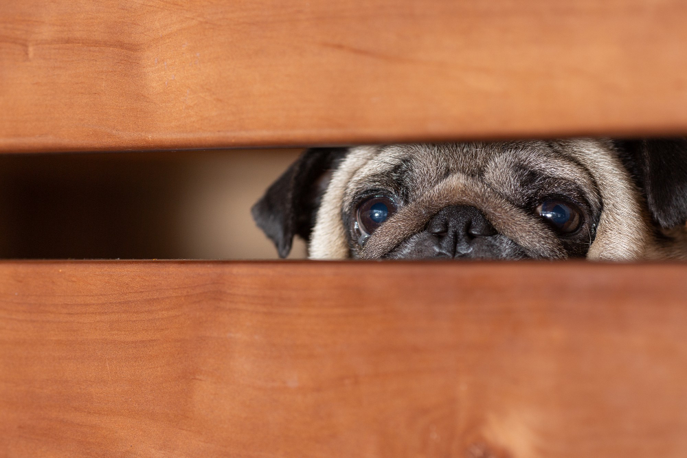 Стресс и тревога: как помочь собаке справиться